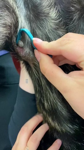 Tick Removal Process at Woodforest Vet in British Columbia