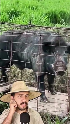 Wild Boar in a Cage