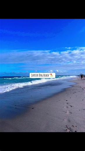 Took a road trip to check out h doggie vibes at Jupiter Dog Beach in Palm Beach County. Beautiful blue water and we got to see Santa n Surfer Grinch and even took pictures with them. Those will come later. So much fun meeting new friends and even human friends. I even walked up stairs for the first time! ❤️🙌🏼🤘🏼🐶🐾#dogsoftiktok #beachpuppy #floridadogbeach #foryoupage #fyp