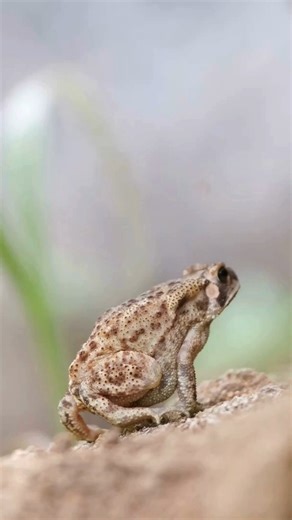¿Cuál es la diferencia entre un sapo y una rana? 🧐 Aunque se parecen mucho, ¡tienen secretos para diferenciarlos! 🐸✨ Ranas: Piel lisa, húmeda y expertas en saltar. 💧 Sapos: Piel rugosa, seca y de patas cortitas. 🌿 #MuyJunior #Curiosidades #NaturalezaParaNiños #RanasYSapos #Animales | Muy Interesante Junior