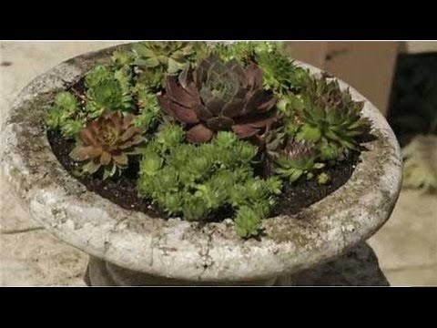 How to Turn a Bird Bath Into a Planter