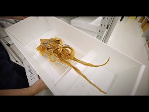 Australian Museum: What is Ichthyology?