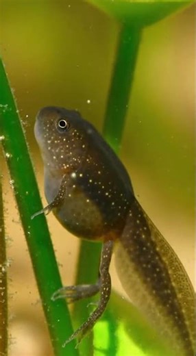 Metamorphosis of a Tadpole in Time-Lapse 🌿🐸 #NatureTransformation