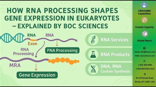 How RNA Processing Shapes Gene Expression in Eukaryotes? – Explained by BOC Sciences | BOC Sciences