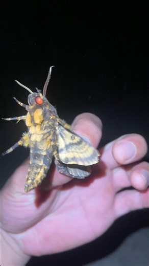 Funny Insect Hunting: Boing Boing Jumps | Creatures with Glowing Eyes