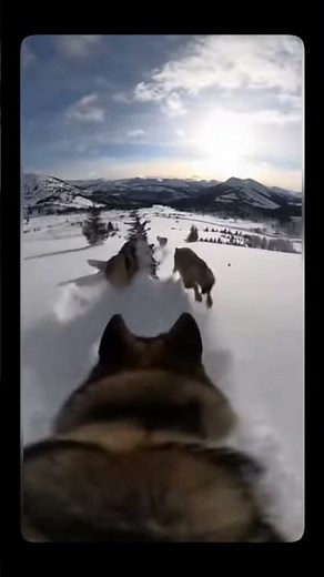 Wolf POV: Running With the Pack in Winter Mountains! 🐺❄️🏔️