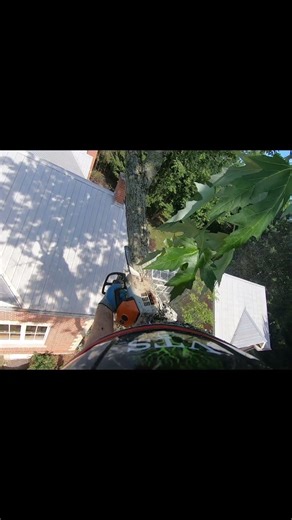 Tree removal- are you sure this will work?#work #chainsaw #tree #gopro #treeclimbing #job #cool