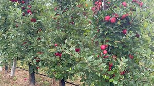 Cross pollination should be there in gala orchards (Delicious or some other variety) So Plant 10-20 % well distributed pollinizer for best results.🍎 | AVO Fruit Tree Nursery