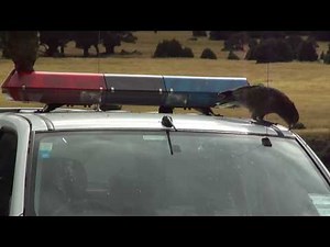 Kea destroying police car