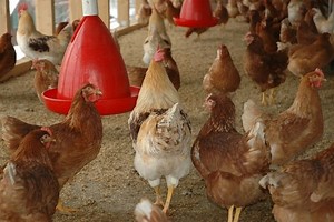 How to Fatten Up Chickens: Complete Guide - Uncle Fred's Farm