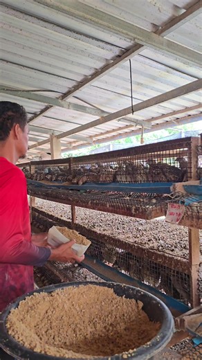 #หมักมูลนกกระทา