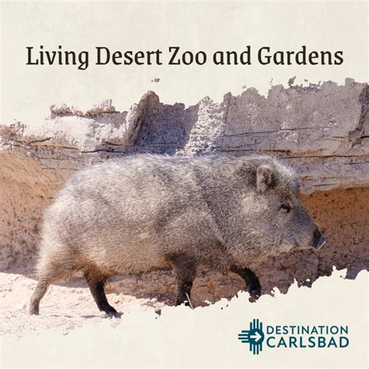 🦎🌵 **Explore the Wonders of the Living Desert Zoo & Gardens!** Get up close with fascinating desert wildlife, stroll through beautiful gardens, and discover the unique flora and fauna of the Southwest—all at **Living Desert Zoo & Gardens** in Carlsbad. 🐍🦅✨ Make it a full getaway by staying at the **Trinity Hotel**, where you can enjoy their on-site restaurant and local wines. Don’t miss their **famous Green Chili Alfredo**—a true Carlsbad favorite! 🍝🍷🌶️ Plan your visit and learn more here