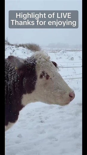 Thanks for all your Gifts and appreciation. You guys mean the world to me.#tiktoklive #livehighlights