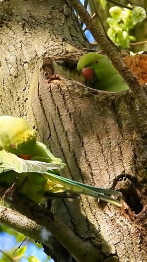 Inside This Giant Tree Lives a Pair of Indian Ringnecks, [part 1]