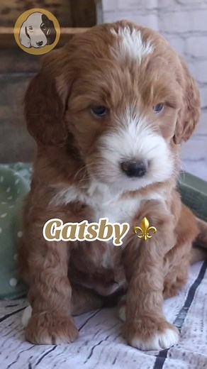 Meet Gatsby: Your New Affectionate Mini Goldendoodle Companion 🐶
