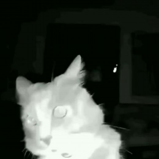 Funny Cat Sniffing Camera Meme Compilation