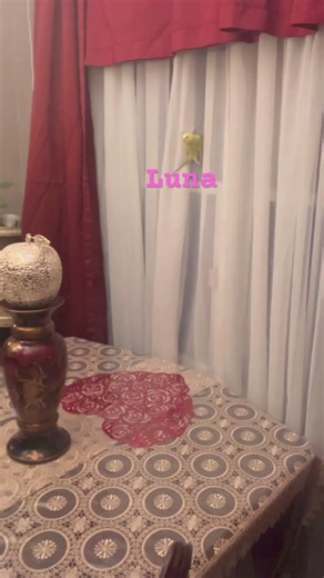 Look what I found her doing this morning #birds #budgie ￼￼￼