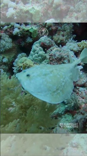 Electric Torpedo Ray 🌊⚡