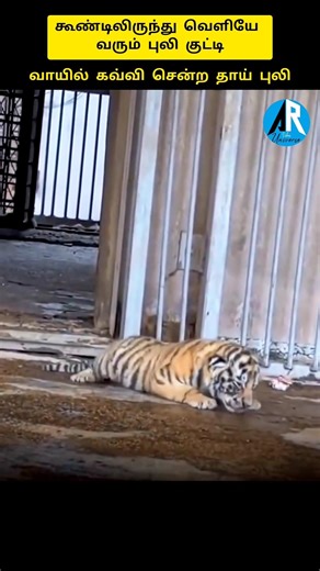 கூண்டில் இருந்து வெளியே வந்த குட்டிப் புலியை வாயில் கவ்விச் சென்ற தாய் புலி 🐯🐅😈