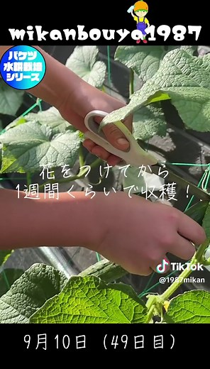 バケツで簡単に水耕栽培したきゅうりの育て方