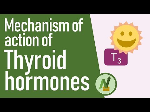 Mechanism of Action of Thyroid Hormones