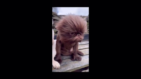 You Have to See What My Dog Did