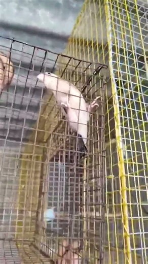 Today I brought two pairs of Java sparrows.#birds #lifeisbutadream #pets #love #songs #beautiful