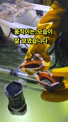 #팜비치펜션 #태안여행 #갯벌체험 #청포대해수욕장