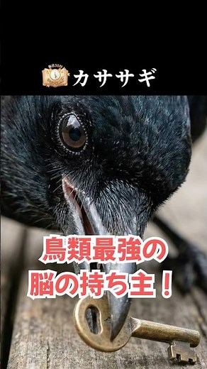 カササギ：脳内に隠された「真の姿」【毎日30秒アニマル図鑑】
