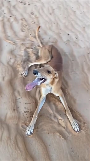 Speed King resting in the desert! 🏜️#sighthound #desertking #dogloversdog