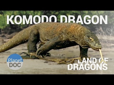 Komodo Dragon. Land of Dragons | Nature - Planet Doc Full Documentaries