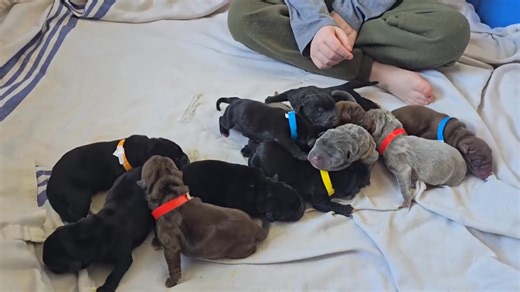 Our puppies aren’t raised in isolation — they are raised as part of our family. A very important part of that family is our children, who are involved daily in helping care for, socialize, and love our puppies. From a young age, our kids are taught that these puppies are living beings who deserve respect, patience, and kindness. Their involvement is always supervised, intentional, and age-appropriate, and it plays a powerful role in shaping confident, well-adjusted dogs. Having children involved