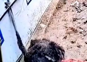 Ostrich rips it’s own head off.