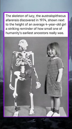 The skeleton of lucy, the australopithecus afarensis discovered in 1974 shown next to the height