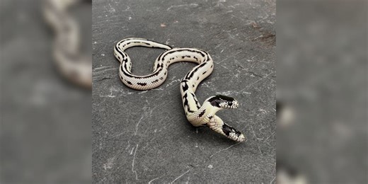 See it: Rare two headed snake hatched at California pet store