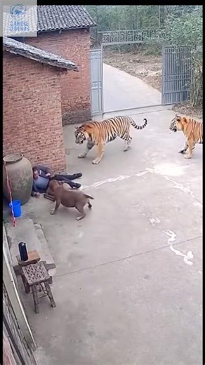 Brave Dog Saves Owner From Tiger
