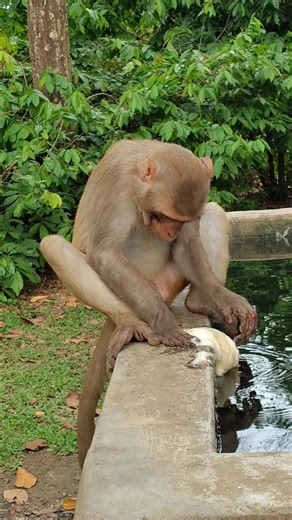 Curious monkey is looking for something. #monkeyreelsdiaries #animals