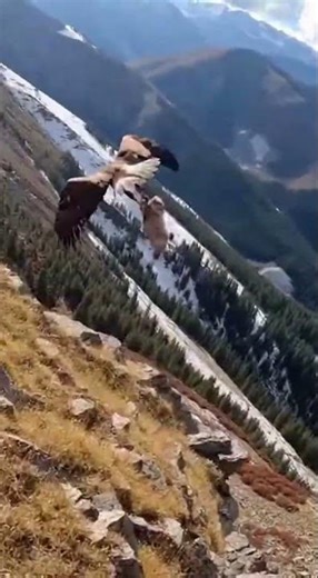 Strong Eagle Captures Wolf and Flies to Nest
