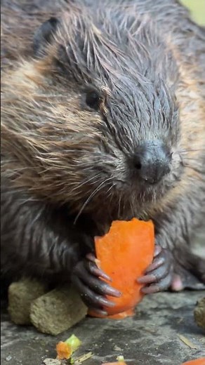 綺麗に無くなっていくにんじん Carrots eaten by beavers #animals #ビーバー #beaver #carrot