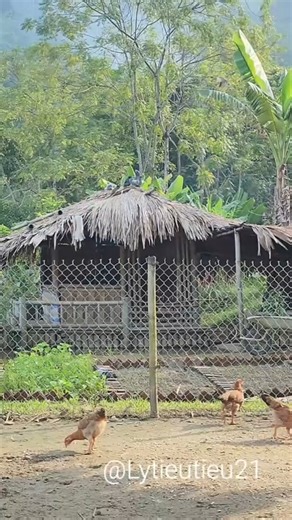 Single Mom - Cleaning Up Her House and Getting Government Assistance After the Storm Ly tieu tieu-023 | Kumkum 9