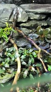 One Of My Favorite Slate Wall Tank Builds So Far! #shrimptank #plantedtank #aquascape #fishroom