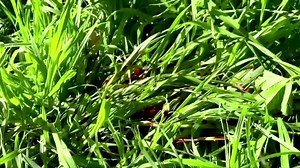 4.1K views · 43 reactions | Lady Gaga’s two stolen bulldogs, snatched in a violent abduction that left their caretaker wounded, were returned safely, police said https://reut.rs/3b1yf5Q | Reuters | Facebook