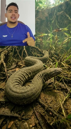 A Cobra Que Parece Ter A Pele Grande Demais