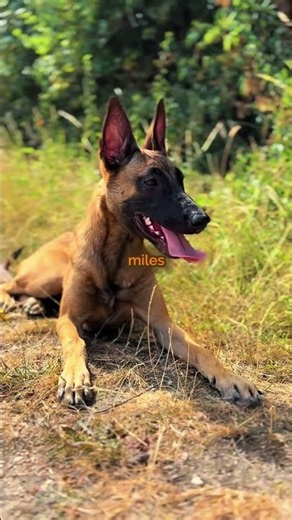 From Puppy to Elite Working Dog