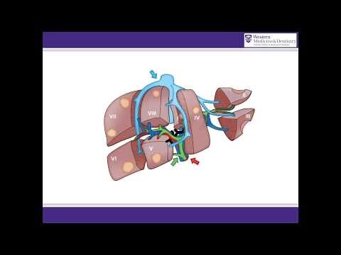 ALPPS procedure animation -- A surgical solution for initially unresectable liver tumours.