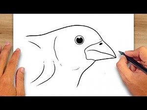 How to draw Finch Beak