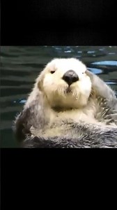 Confuse Behavior Animals never fail to make us laugh Super funny animal compilation, 🐶 #35