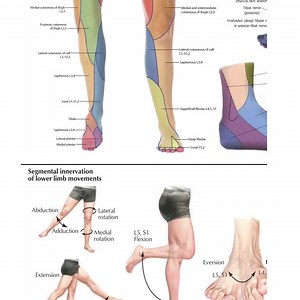 Dermatomes and Nerves Poster – Sensory Map of Human Body | Anatomy Chart PDF Download - Etsy Canada