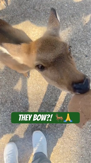 The Deer in Nara Actually Bow 🦌🙏