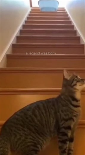 My Cat: The Unstoppable Warrior